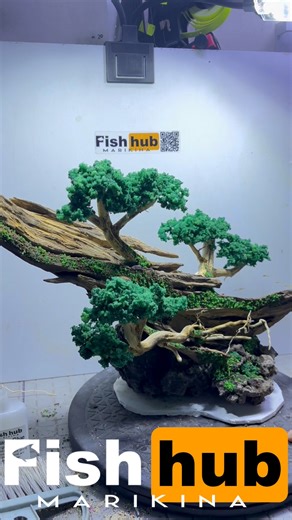 Tutorial: Hardscape Materials PM for orders. For walk-ins, 📍We're located at #40 guerilla st. Sto niño, Marikina City Waze : fishhub marikina petshop Delivery via lalamove/grab. Payment options: - G-Cash - Bank transfer (china bank) - maya - Cash 🛑stricly no reservations #fishhubmarikina #PresyoNgMasaQualityNgAlta #fyp #fypシ゚viralシfypシ゚ #hardscape #fypシ゚viralシ #aquascape #aquarium | Fish Hub