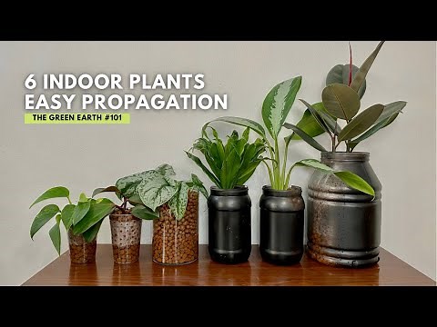 #101 Common Indoor Plants That Can Be Propagated in Water Easily | Houseplant Propagation