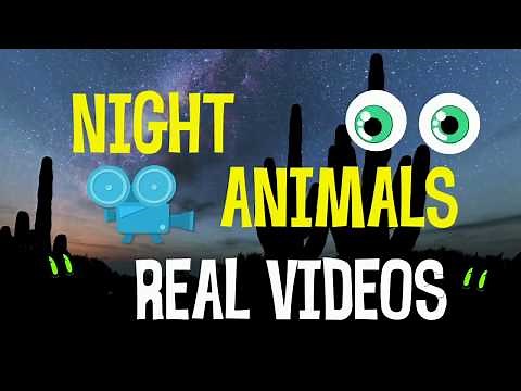 Night Animals