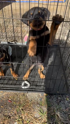 2.1K views · 41 reactions |  2nd update of the day!  Yellow is the only young lady waiting for her furEVER bome!!! Purple is now Charlotte !  ‼️ *UPDATE* ‼️ Purple and Yellow are available . Pink girl has found her FUREVER home, Nyla  3 beautiful natural females looking for their furEVER homesee | Cachet Rodriguez | Facebook