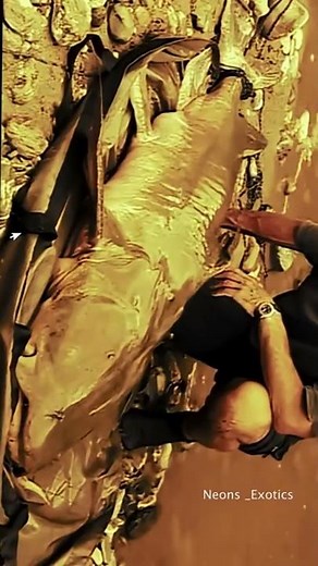 The monster in the river that hunts humans... Devil catfish *GOONCH* bought