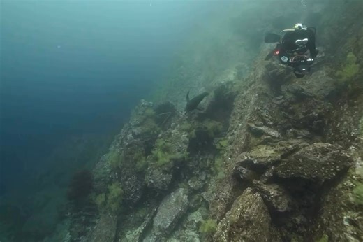 🦭 Pure joy in the Galápagos! Forget the hammerheads for a moment—sea lions stole the show on this dive. Playful, curious, and way too cute, they turned every moment into an underwater dance party. Epic diving, land excursions, and countless surreal encounters… but these sea lion moments are certainly the ones guaranteed to leave you smiling long after the trip is over. 🎥Captured by our recent guest, @the_floward aboard the Tiburon Explorer. 📍 Galápagos Islands 🛳️ Tiburon Explorer 🔗 Ready fo