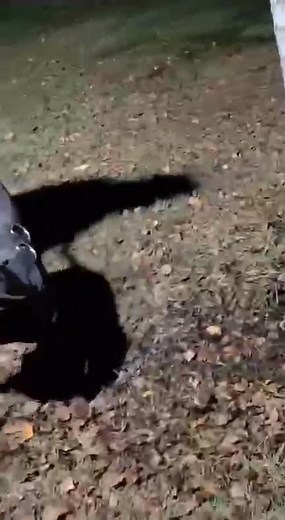 6.6K views · 299 reactions | POV working dog | TOP APBT WORLD | Facebook