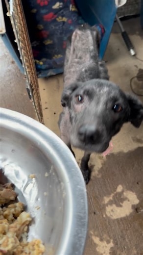 1.9K views · 198 reactions | Pandora les manda muchas Bendiciones y le pide que por favor sigan ayudando a todos los Angelitos que están bajo nuestro cuidado 殺69841110 Yappy 04-42-99-487663-9 Banco General | Angeles con Colita | Facebook