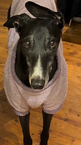 Greyhound life! #greyhound #greyhoundlife #greyhoundpaddy | Paddy the Greyhound