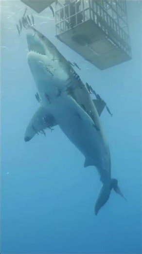 The Truth About Shark Attacks (Official Data)🦈