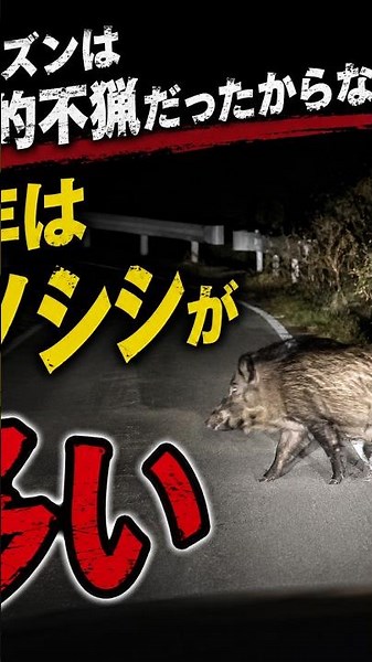 今年はイノシシが多い！？夜道で突然遭遇🐗