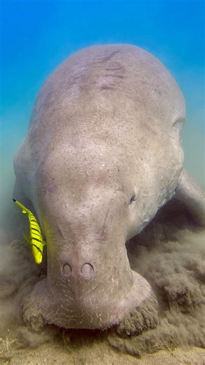 Meet the Dugong (Dugong dugon) — a.k.a. the “sea cow”! 🐄🌊 Watch as she feasts on her favorite snack: seagrass salad, right here in Marsa Alam, Red Sea, Egypt. Did you know? - Dugongs can grow up to 4 meters and weigh up to 600 kg! - They’re herbivores, munching up to 30 kg of seagrass per day 🌱 - Closest living land relative? The Asian elephant — not a whale or dolphin! - Average lifespan: up to 50 years (some live over 70!) - Baby dugongs stay with mom for up to 7 years 💚 - They’re champion