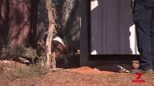 Police Dog Joins Search for Missing Gus Lamont