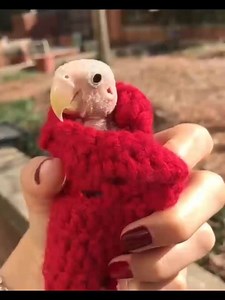 ADORABLE! This little bird got sick and lost all of her feathers, so people all around the world began knitting tiny sweaters to keep her warm. VIDEO: Rhea The Naked Birdie STORY: http://bit.ly/2kV0lap | WSVN-TV