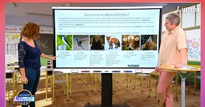 L'écosystème marin et les chaînes alimentaires