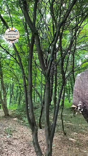 Cut It Right! A Branch Trick for Perfect Pruning! #tricks | Handyman Hacks