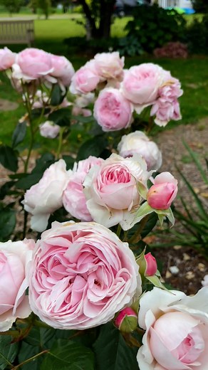 “Geoff Hamilton’ grows in the test garden here at the farm. Its strong fragrance of old rose with hints of apple, combined with its dense globes of old fashioned blooms in medium to pale, icy pinks, have gotten a lot of attention. This is a David Austin creation, named for one of the UK’s most popular television gardeners. Geoff Hamilton created Barnsdale Gardens, in Rutland, and although he has since passed away, the gardens are still open to the public. Comprising 38 individual gardens within