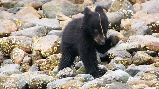 Class is in session. Stay in and explore the animal kingdom during Wonderstruck, all day tomorrow on BBC America! | BBC America
