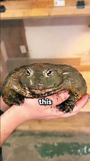 The 3 Deadliest Frogs You Should NEVER Touch!