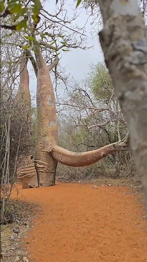 BAOBAB MADAGASKAR Reniala Reserve