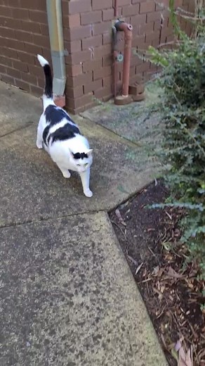 Funny Fat Cats Walking Compilation | Hilarious Cat Videos