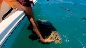 What happened when we hooked a giant Goliath grouper by hand