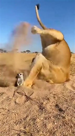 미어캣에게 속은 사자… 반쯤 박힌 채 바둥거리는 순간 | Outplayed by Meerkats — A Lioness Stuck Halfway In