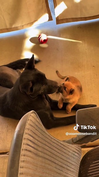 Meet Baby Moose: The Sweetest 75lb Puppy