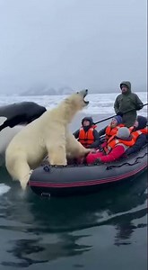 Polar Bear Tries Climbing In… Then an ORCA Shows Up 😳🐻‍❄️🐋🔥