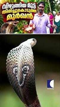 വിഴുങ്ങിയ മുട്ട തിരിച്ചുകൊടുത്ത മൂർഖൻ #snakemaster #vavasuresh