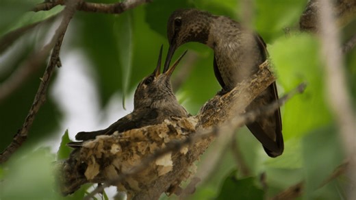 Anna’s Hummingbird Filmed Nesting for First Time in Big Bend | WHYY