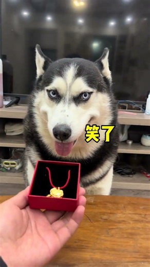 My Dog's Gold Collar Adventure: Stuck or Saved