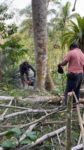 23K views · 160 reactions | Most amazing tree cutting skills. | Seputar Gumelar | Facebook