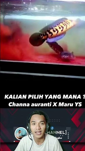 Channa Auranti Vs Channa Maru YS #channa #fish