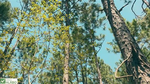 🦌 **Dooly County, GA – 152 Acres** 🌲 If you know Georgia hunting, you know Dooly County. This **152-acre pine plantation** sits in one of the state’s top whitetail regions — the same county that produced a **12-point, 180 buck**, ranked #7 typical in state history. ✅ Unpressured land with strong whitetail genetics ✅ Timber stands = excellent bedding & cover ✅ Turkey, small game & furbearers also on the property ✅ A clean slate to hunt & manage as you want No food plots, no ag fields — just raw