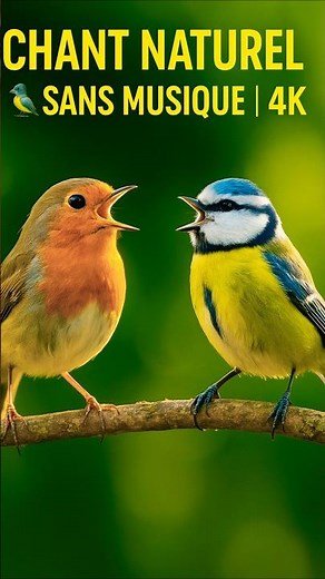 🇫🇷 Chants d’Oiseaux de France pour la Relaxation 🐦 | Sons Naturels Sans Musique #Shorts
