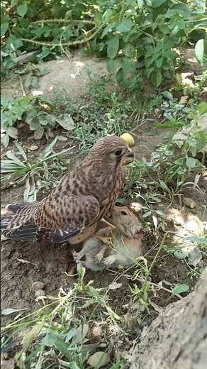 Close-up Kestrel Hunt: The Mouse Is Still Alive and Fighting to Escape! #bird #wildlife #falconry