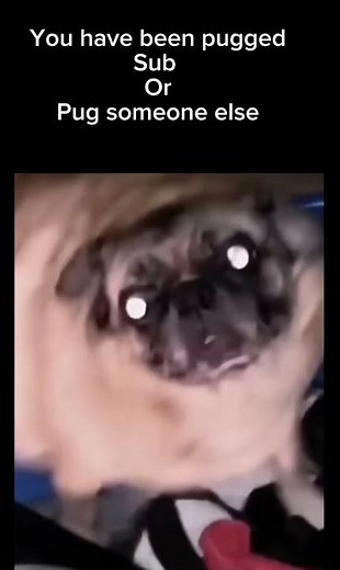 Dancing pug meme #viral #fyp #shorts
