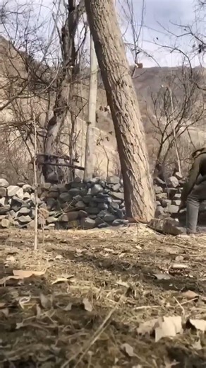 The cutting down of death tree|| by Expert Man #cuttingskills #expert #treeremoval