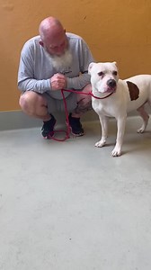 ADOPTED!!! UPDATE 4/6: CM06 is now available for direct adopt, final deadline extended to 4/8! Still needs saved! Our hearts are still breaking of the tragic loss of Dede and Major just over a week ago at the Wichita Animal shelter, sadly tomorrow may be another repeat of innocent lives being lost that received shorter deadlines red flagged for behavior if they are not saved TODAY. ⛔SCARED CM06 FINAL DEADLINE 4/5 OR EUTHANIZED⛔ Located @Wichita, KS Animal Shelter (NOT in the care of Beauties & B