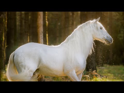 DAYLIGHT | Equestrian Horse Music Video