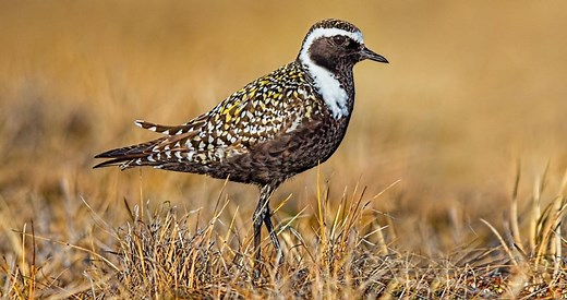 American Golden-Plover Identification, All About Birds, Cornell Lab of Ornithology