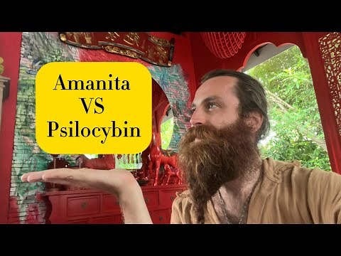 Amanita Muscaria (flyagaric) VS Psilocybin Mushrooms