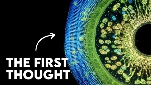 How Consciousness Emerged: From Single Cells to Complex Minds | François COUTURE