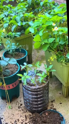 Turn a Plastic Bottle Into a Vertical Garden 🌱 | Easy DIY Planter#gardening #diygarden #verticalga