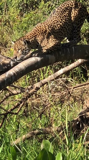 98K reactions · 1.9K shares | By request the raw footage of a great catch at Black Channel.A pedido filmagem bruta de uma grande caça.We were the first boat to spot and the first boat to arrive.Fomos o primeiro bancona avistar e o primeiro barco a chegar. Amazing catch.Caçada incrivel.#jaguar#onça#pantanal#wildlife#brazil#nature#wild#safari#reels#wildanimals#bigcat | Adjalma Oliveira | Facebook