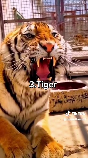 Mysterious Predator Sounds You Need to Hear