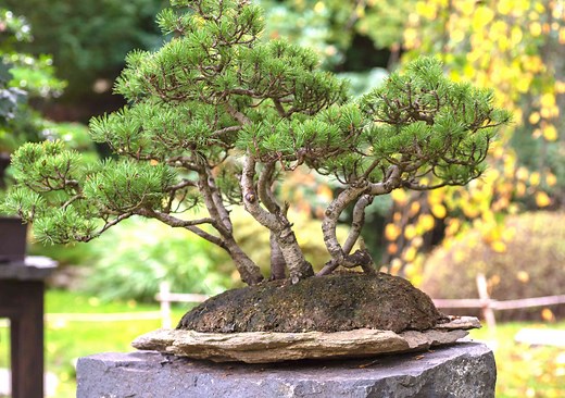 How to Grow and Care for Pine Bonsai