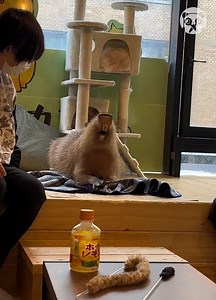 77K views · 182 reactions | This cafe in Japan has a capybara! Partner: haleyandzach_ | Crafty Panda | Facebook