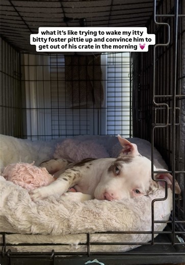 Piglet is just a cozy little guy 🥺🐷 One of the best things we can do for our foster puppies is to teach them to love 💗 their crates and view them as safe, cozy spaces. And if it’s not obvious, Piglet loves his crate 😆. He’ll often put himself in there when he needs a nap during the day and he’s started putting himself to bed at night when he’s sleepy - it’s the sweetest thing. And waking him up every morning is one of the highlights of my day 💕 - how cute is he in his cozy space?! Follow al
