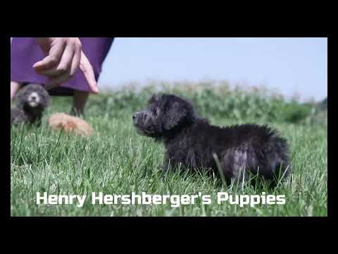 Henry Hershberger's Havapoo Puppies