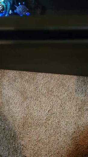 I love my turtle!! #paintedturtle #friendlypets #pets #turtle