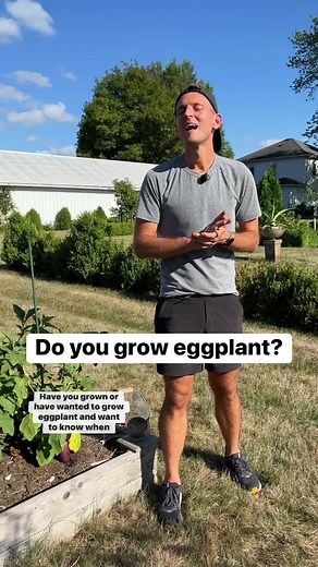 64K views · 1.9K reactions | Eggplant is a fun vegetable to grow. Here’s when to harvest them if you have them in your garden! | Wyse Guide | Facebook