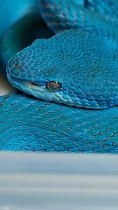 1.3M views · 65K reactions | Check out this beautiful blue pit viper snake #venomman20 #animals #snakes #reptiles #venomous #blueviper #bluesnake | Venomman20 | Facebook